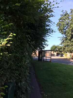 Tewkesbury Road trees