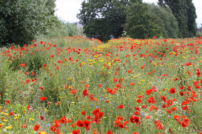 Plock Court poppy field