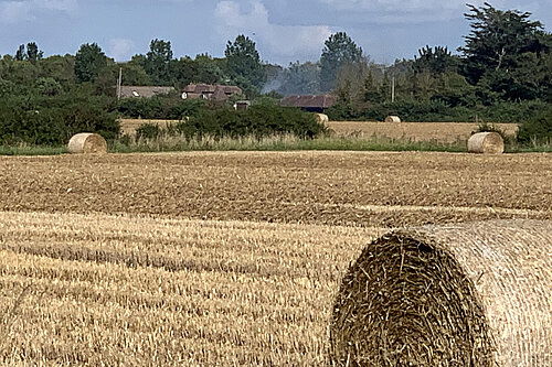 Harvest Field