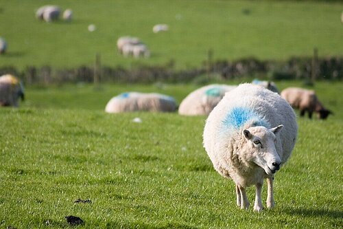 Sheep in a field 